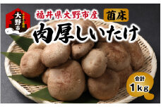 菌床肉厚しいたけ（福井県大野市産）1kg