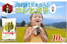 【令和6年産】大野産コシヒカリ（白米）10kg【大野ブランド米 名水育ち】