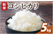 【先行予約】【令和7年産 新米】福井県大野市産　コシヒカリ 5kg　農家直送！【10月上旬ごろより順次発送予定】