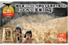 【先行予約】令和6年産 梅花藻が群生する清流で育てたコシヒカリ（玄米 10kg） ※2024年9月下旬以降順次発送予定 [A-040024]