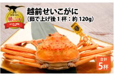 越前せいこがに 5杯（ゆで上げ後 1杯約120g） [C-044001]