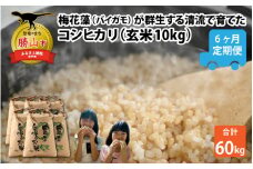 【先行予約】令和7年産 梅花藻が群生する清流で育てたコシヒカリ（玄米 10kg）6か月定期便 計60kg ※2025年9月下旬以降順次発送予定 [F-040005]