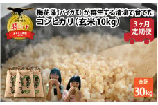 【先行予約】令和7年産 梅花藻が群生する清流で育てたコシヒカリ（玄米 10kg）3か月定期便 計30kg ※2025年9月下旬以降順次発送予定 [C-040007]