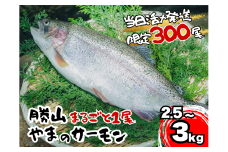 福井県勝山市 勝山 やまのサーモン │ サーモン 鮭 さけ サケ 福井県産 魚 旬 新鮮 活〆 丸ごと 1尾 1匹 2.5～3kg レビューキャンペーン 海鮮 魚介 [B-050001]