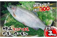 【ふるさと納税】福井県勝山市 勝山 やまのサーモン │ サーモン 鮭 さけ サケ 福井県産 魚 旬 新鮮 活〆 丸ごと 1尾 1匹 2.5～3kg レビューキャンペーン 海鮮 魚介 [B-050001]