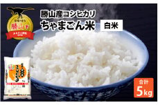 【令和7年産 新米】勝山産 コシヒカリ ちゃまごん米 精米 5kg [A-010004]
