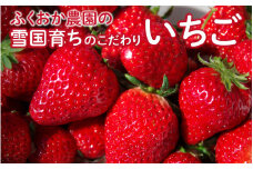 ふくおか農園の「雪国育ちのこだわりいちご」 4パック 【50個限定！！】※3月16日 まで[B-06702]/いちご 苺 イチゴ 農作物 フルーツ 果物 農家 農園 福井県鯖江市