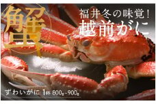 【先行予約！9月30日までの特別価格！！】【選べる個数！産地直送】福井の冬の王様！越前がに 800～900g [H-00915] / ズワイガニ ズワイ蟹 ずわい蟹 ずわい 剥き身 脚 爪 脚 かにしゃぶ カニ鍋 蟹 お歳暮 カニ かに ふるさと納税かに