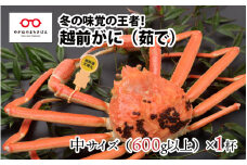 【2024年11月16日以降着指定可！】北陸の冬の味覚の王者！越前がに（オス）「ずわいがに」中サイズ600g以上 × 1杯 [G-11003]