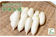 おろしそばに最適! 福井県産 辛味大根 2kg[A-10204] /おろしそば 辛味大根 美味しい野菜 薬味