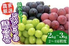 農家厳選！採れたてぶどうの詰合せ（品種おまかせ）［B-13802］/ ぶどう 葡萄 くだもの 種なし シャインマスカット フルーツ 詰合せ 農家 果物 福井県鯖江市