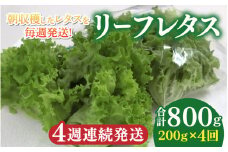 【定期便】4週連続お届け！採れたてフレッシュな無農薬リーフレタス（合計800g） [B-14601] / レタス 野菜 サラダ 生野菜 無農薬 水耕栽培 洗わない 料理 ランチ ご飯 福井県鯖江市