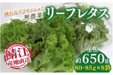 採れたてフレッシュな無農薬リーフレタス  8個入り  [A-14603]  / レタス 野菜 サラダ 生野菜 無農薬 水耕栽培 洗わない 料理 ランチ ご飯 福井県鯖江市