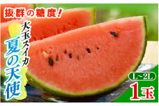 【先行予約】大玉スイカ「夏の天使」 1玉入 （L～2L ）抜群の糖度で甘い！／ 期間限定 果物 フルーツ 西瓜 産地直送 ※2025年7月中旬より順次発送 [aw003-a002]