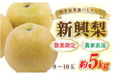 【先行予約】《数量限定》新興梨 9～10玉入 約5kg 歯ごたえ抜群！※2025年10月中旬より順次発送 [aw042-a002]