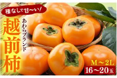 【先行予約】越前柿 16～20玉入 M～2L 《種なしで食べやすく甘い！》 あわらブランド ／ 期間限定 果物 フルーツ 産地直送 旬 お取り寄せ ※2025年10月中旬以降順次発送 [aw003-a006]