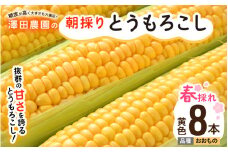 【先行予約】春とうもろこし 8本 おおもの 黄色 朝採り ／ 期間限定 数量限定 ハウス栽培 産地直送 甘い スイートコーン とうもろこし 野菜 あわら ※2026年6月上旬より順次発送 [aw039-a008]