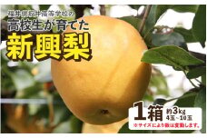 新興梨 3kg 大玉でシャキっとした食感！《大人気返礼品！高校生 応援！》 / 果物 フルーツ 梨 なし 新興 3キロ 人気 おすすめ 数量限定 [aw049-a003]