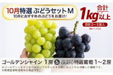 【先行予約】【訳あり】10月特選 ぶどうセットM 1kg以上（2～3房）／ 葡萄 シャインマスカット 完熟 ゴールデン シャイン 品種 おまかせ あわら 農家おすすめ ※2025年10月より順次発送 [aw007-a002]