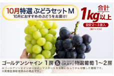 【先行予約】【訳あり】10月特選 ぶどうセットM 1kg以上（2～3房）／ 葡萄 シャインマスカット 完熟 ゴールデン シャイン 品種 おまかせ あわら 農家おすすめ ※2025年10月より順次発送 [aw007-a002]