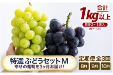 【先行予約】【訳あり】＜全3回定期便＞特選 ぶどうセットM（8月・9月・10月）1kg以上（各月2～3房）／ 葡萄 ナガノパープル シャインマスカット ゴールデン シャイン 品種 おまかせ あわら 農家おすすめ ※2025年8月より順次発送 [aw007-d001]