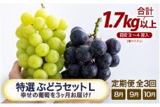 【先行予約】【訳あり】＜全3回定期便＞特選 ぶどうセットL（8月・9月・10月）1.7kg以上（各月3～4房）／ 葡萄 ナガノパープル シャインマスカット ゴールデン シャイン 品種 おまかせ あわら 農家おすすめ ※2025年8月より順次発送 [aw007-f001]