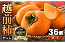 【先行予約】越前柿 36個入 約6kg（M～2L）≪JA受賞歴親子２代≫  ／ 果物 フルーツ 柿 産地直送 期間限定 ※2025年11月上旬より順次発送 [aw061-a002]