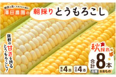 【先行予約】秋とうもろこし 黄色 白色 計8本 おおもの 朝採り ／ 期間限定 数量限定 ハウス栽培 産地直送 甘い ミックス スイートコーン 白い とうもろこし ホワイトコーン 野菜 あわら ※2025年10月10日より順次発送 [aw039-a012]