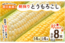 【先行予約】秋とうもろこし 黄色 白色 計8本 おおもの 朝採り ／ 期間限定 数量限定 ハウス栽培 産地直送 甘い ミックス スイートコーン 白い とうもろこし ホワイトコーン 野菜 あわら ※2025年10月10日より順次発送 [aw039-a012]
