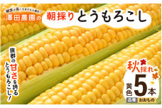 【先行予約】秋とうもろこし 5本 おおもの 黄色 朝採り ／ 期間限定 数量限定 ハウス栽培 産地直送 甘い スイートコーン とうもろこし 野菜 あわら ※2025年10月10日より順次発送 [aw039-a013]