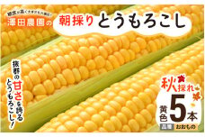 【先行予約】秋とうもろこし 5本 おおもの 黄色 朝採り ／ 期間限定 数量限定 ハウス栽培 産地直送 甘い スイートコーン とうもろこし 野菜 あわら ※2025年10月10日より順次発送 [aw039-a013]