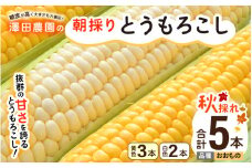 【先行予約】秋とうもろこし 黄色 白色 計5本 おおもの 朝採り ／ 期間限定 数量限定 ハウス栽培 産地直送 甘い ミックス スイートコーン 白い とうもろこし ホワイトコーン 野菜 あわら ※2025年10月10日より順次発送 [aw039-a014]