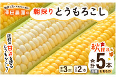 【先行予約】秋とうもろこし 黄色 白色 計5本 おおもの 朝採り ／ 期間限定 数量限定 ハウス栽培 産地直送 甘い ミックス スイートコーン 白い とうもろこし ホワイトコーン 野菜 あわら ※2025年10月10日より順次発送 [aw039-a014]