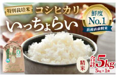 【先行予約】【令和7年産・新米】【一等米】特別栽培米 いっちょらい 精米 5kg ／福井県産 ブランド米 コシヒカリ ご飯 白米 新鮮  大賞 受賞 【2025年9月下旬より順次発送予定】 [aw012-a022]