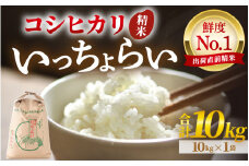 【先行予約】【令和7年産・新米】【一等米】いっちょらい 精米 10kg×1袋 ／ 福井県産 ブランド米 コシヒカリ ご飯 白米 お米 コメ 新鮮 大賞 受賞 新米 福井県あわら産 【2025年9月下旬より順次発送予定】 [aw012-b013]