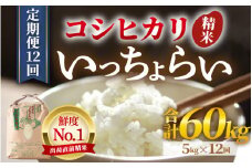 【先行予約】【令和7年産・新米】【一等米】《定期便12回》いっちょらい 精米 5kg × 12回（計60kg）／ 福井県産 ブランド米 コシヒカリ ご飯 白米 新鮮 大賞 受賞 新米 福井県 あわら産 【2025年10月上旬より順次発送予定】 [aw012-l002]