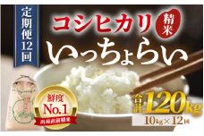 【先行予約】【令和7年産・新米】【一等米】《定期便12回》いっちょらい 精米 10kg × 12回（計120kg） ／ 福井県産 ブランド米 コシヒカリ ご飯 白米 新鮮 大賞 受賞 新米 福井県あわら産 【2025年10月上旬より順次発送予定】 [aw012-p001]
