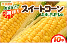 【先行予約】朝採り スイートコーン 黄色 計10本 おおもの ／ ハウス栽培 低農薬 有機肥料 フルーツ並みの甘さ 甘い とうもろこし 野菜 あわら ※2025年10月上旬より順次発送 [aw067-a003]