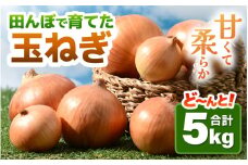 【先行予約】玉ねぎ 5kg（サイズ S M L ミックス）田んぼで育てた甘くて柔らか自慢の玉ねぎ！／ 野菜 万能 料理 常備 玉葱 BBQ たまねぎ 玉ネギ サラダ スープ ※2025年7月上旬より順次発送予定 [aw056-a021]