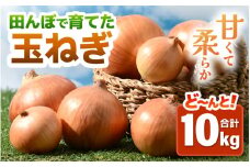 【先行予約】玉ねぎ 10kg（サイズ S M L ミックス）田んぼで育てた甘くて柔らか自慢の玉ねぎ！／ 野菜 万能 料理 常備 玉葱 BBQ たまねぎ 玉ネギ サラダ スープ ※2025年7月上旬より順次発送予定 [aw056-a022]