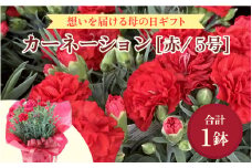 【40セット限定 先行予約】カーネーション 赤 5号 鉢植え 生花 ＜数量限定！想いを届ける母の日ギフト＞ ※2025年5月10日までにお届け [aw062-a003]