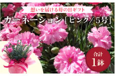 【40セット限定 先行予約】カーネーション ピンク 5号 鉢植え 生花 ＜数量限定！想いを届ける母の日ギフト＞ ※2025年5月10日までにお届け [aw062-a004]