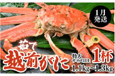 【先行予約】【1月発送限定】茹で越前がに 1杯 1.1kg～1.3kg《新鮮！茹でたてを発送》／ 高級 福井 ブランド ズワイガニ 黄色タグ ボイル 冷蔵 蟹 カニ 期間限定 【最終受付1月28日まで】※2026年1月上旬～2026年1月下旬で発送 [aw002-x004_01]
