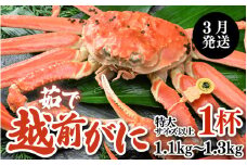 【先行予約】【3月発送限定】茹で越前がに 1杯 1.1kg～1.3kg《新鮮！茹でたてを発送》／ 高級 福井 ブランド ズワイガニ ボイル 黄色タグ 冷蔵 蟹 カニ 期間限定 【最終受付3月10日まで】※2026年3月上旬～2026年3月中旬で発送 [aw002-x004_03]