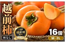 【先行予約】越前柿 16個入 約2.5kg（M～2L）≪JA受賞歴親子２代≫ ／ 果物 フルーツ 柿 産地直送 期間限定 ※2025年11月上旬より順次発送 [aw061-a003]