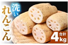 洗いれんこん 4kg 《発送直前に収穫してお届け！》 シャキっとした歯触り！／ 有機肥料 低農薬 蓮根 レンコン 野菜 根菜 正月 [aw056-a013]