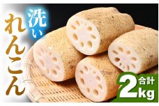洗いれんこん 2kg 《発送直前に収穫してお届け！》 シャキっとした歯触り！ ／ 有機肥料 低農薬 蓮根 レンコン 野菜 根菜 正月 [aw056-a012]