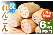 ＜定期便3回＞ 洗いれんこん 2kg 《発送直前に収穫してお届け！》 シャキっとした歯触り！／ 有機肥料 低農薬 蓮根 レンコン 野菜 根菜 正月 [aw056-b001]