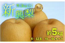 【先行予約】上野梨園の新興梨 8～12玉入 約5kg  4L～6L【秀品】《数量限定》梨園直送！ / 期間限定 果物 フルーツ 農家直送 シャキシャキ もぎたて 旬 お取り寄せ ※2025年10月上旬より順次発送 [aw077-a003]