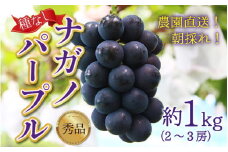 【先行予約】【種なし】上野梨園のナガノパープル 約1kg 【朝採れ】【秀品】農園直送【上野の葡萄】 / ぶどう フルーツ 果物 くだもの 贈答 お土産 種なし 旬 皮ごと食べる ポリフェノール 美容 レスベラトロール ぶどう狩り 巨峰  甘い 大粒 新鮮 濃厚 ※2025年8月下旬より順次発送 [aw077-a004]